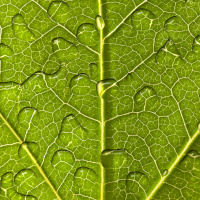 Green leaf with droplets of water