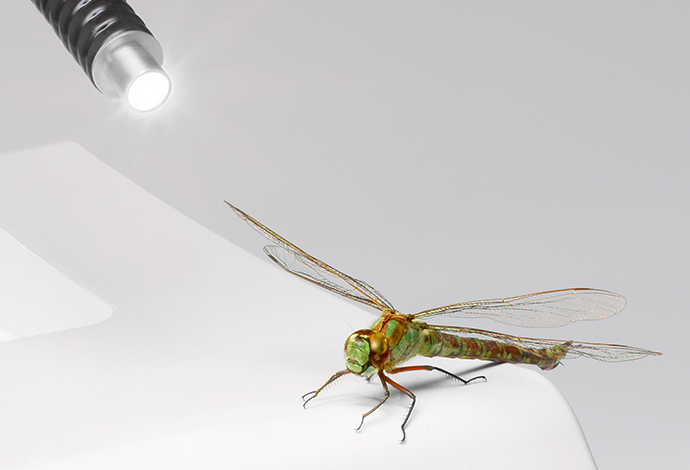 SCHOTT KL Fiber Optic Light Guide shining on an insect