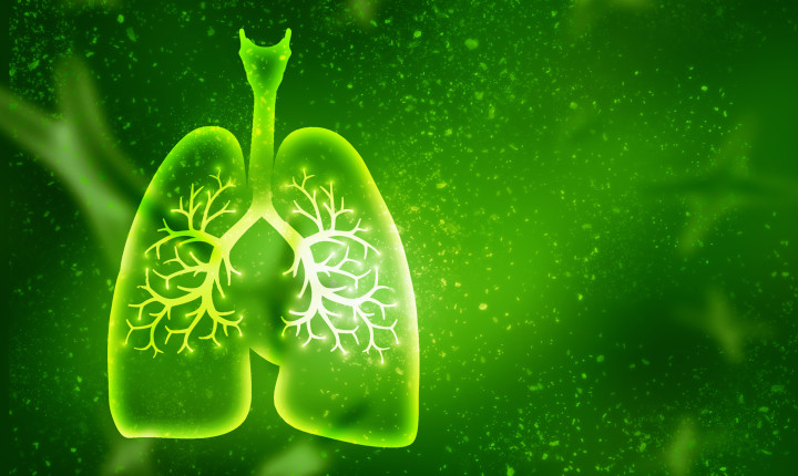 Green fluorescent image of a pair of lungs	