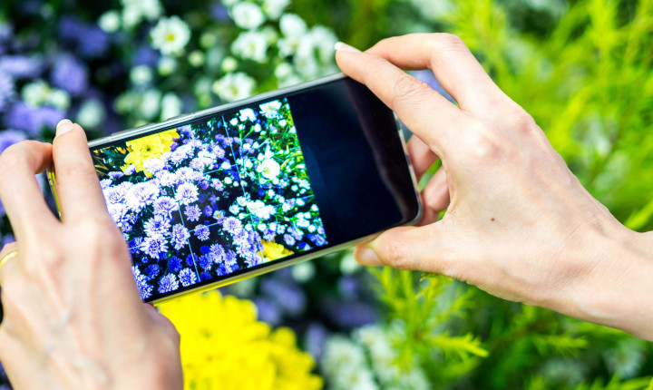 Smartphone camera taking photo of colorful flowers	