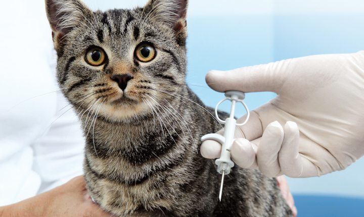 Tabby cat receiving an injection