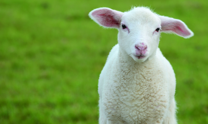 Young lamb in a green field