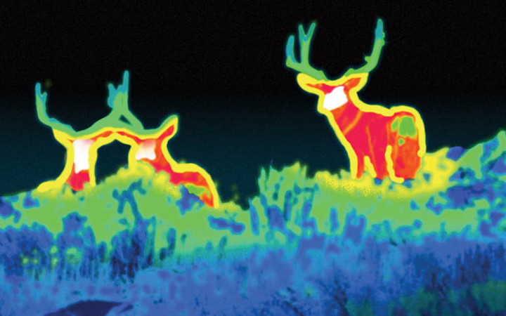 Night vision image of a herd of deer	