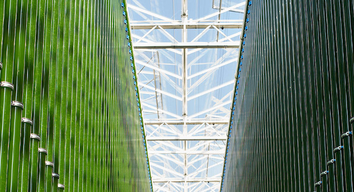 SCHOTT is committed to creating sustainable methods of energy generation Two rows of green glass photobioreactors